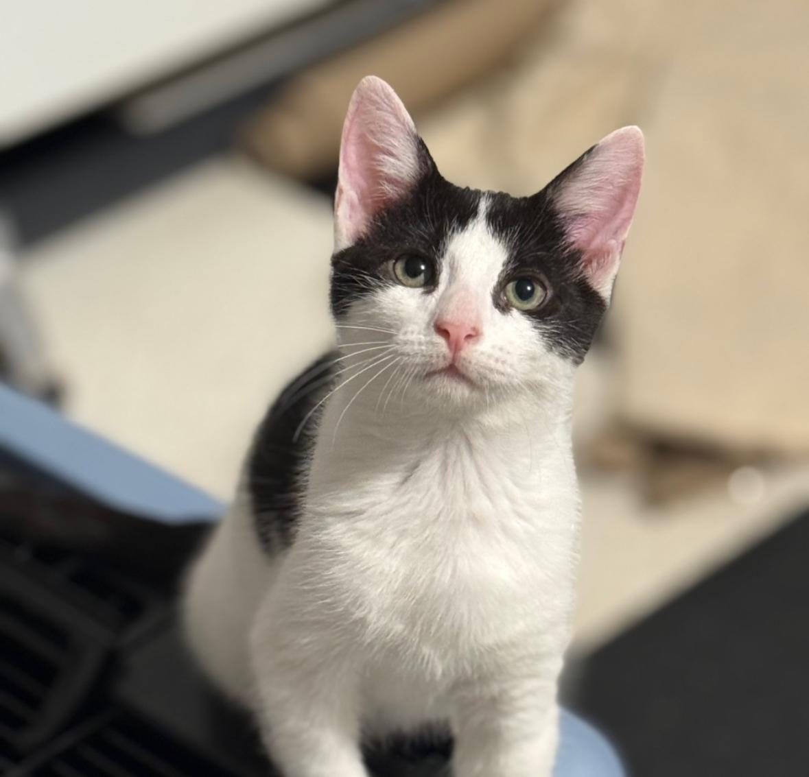 Enlarge Figgy, a ADOPTABLE Domestic Short Hair in Miami, FL image 2/3