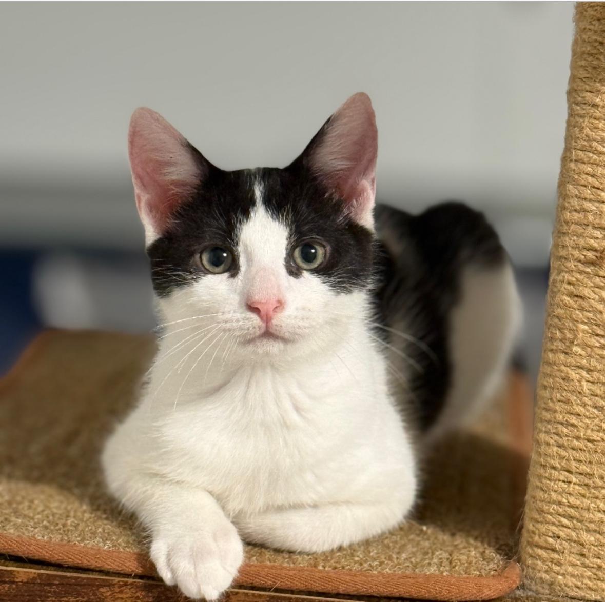 Enlarge Figgy, a ADOPTABLE Domestic Short Hair in Miami, FL image 3/3