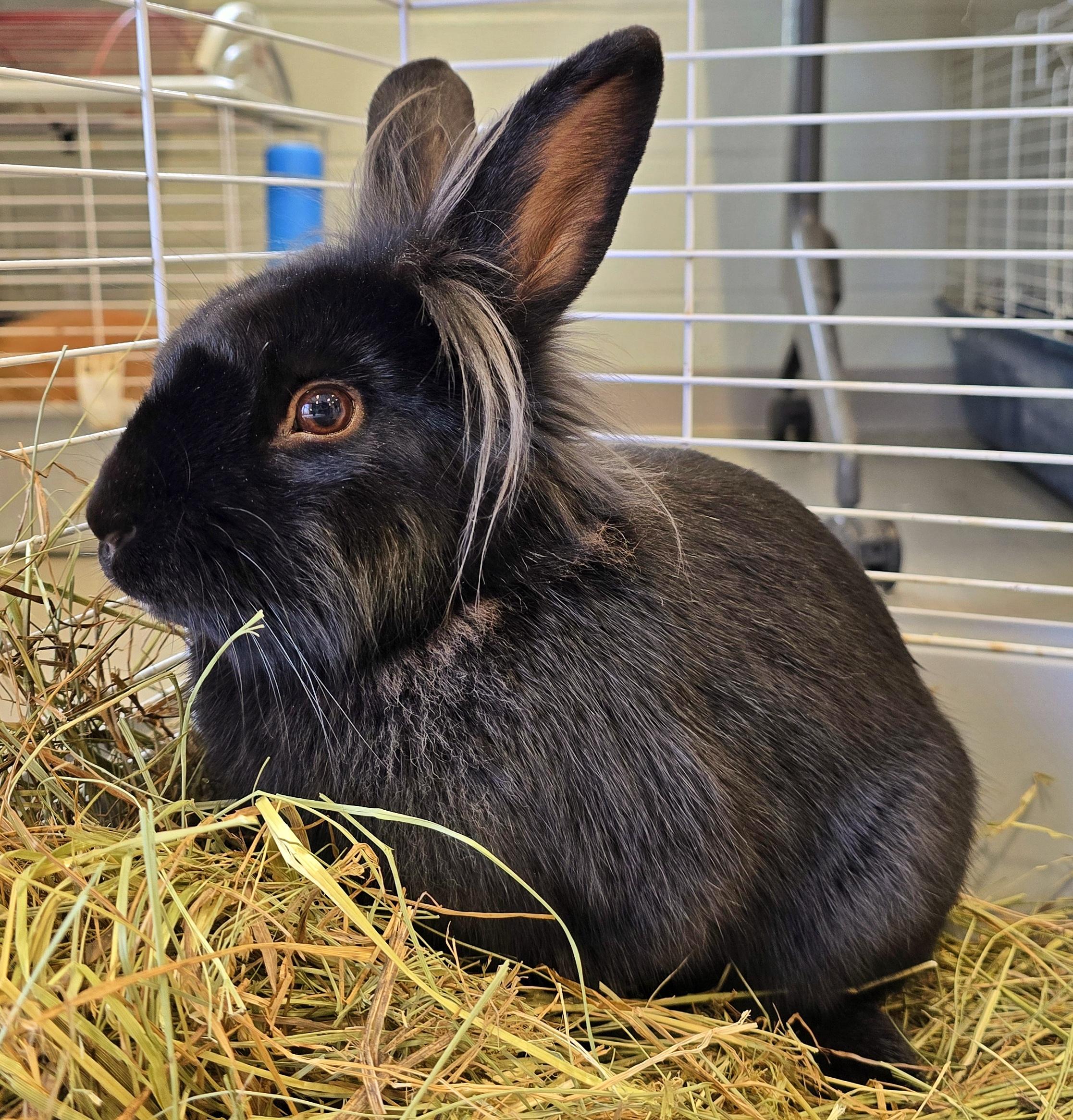 Rabbit for adoption - #8 Simba Matt, a Lionhead in Amityville, NY ...