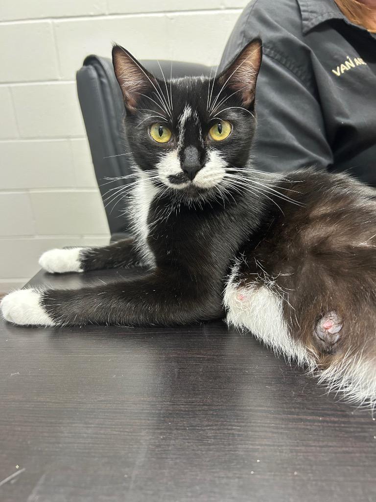 Jewels, Adoptable, Adult Female Domestic Short Hair.