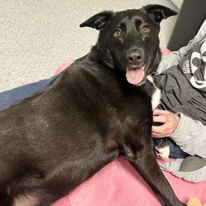 Enlarge Nila, an adoptable Mixed Breed in Lansing, MI image 2/2