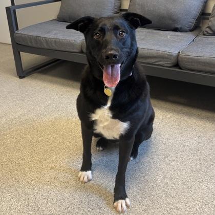 Enlarge Nila, an adoptable Mixed Breed in Lansing, MI image 1/2