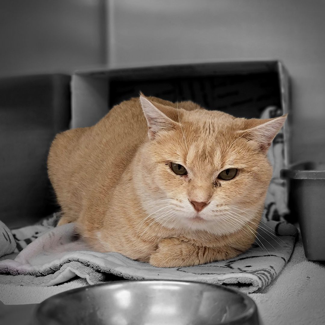 Enlarge Zeke, a Adopted Tabby in Glenwood, MN image 2/4