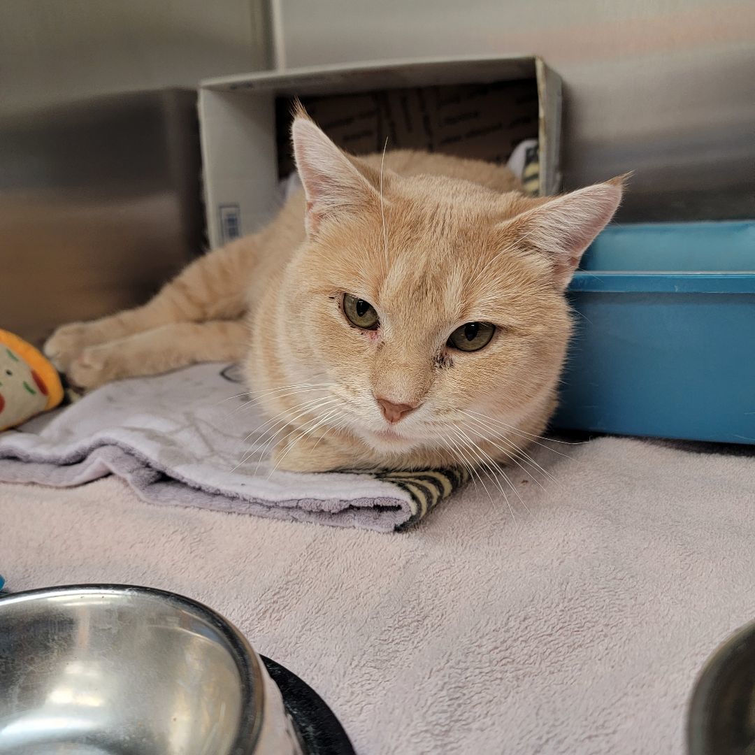 Enlarge Zeke, a Adopted Tabby in Glenwood, MN image 4/4