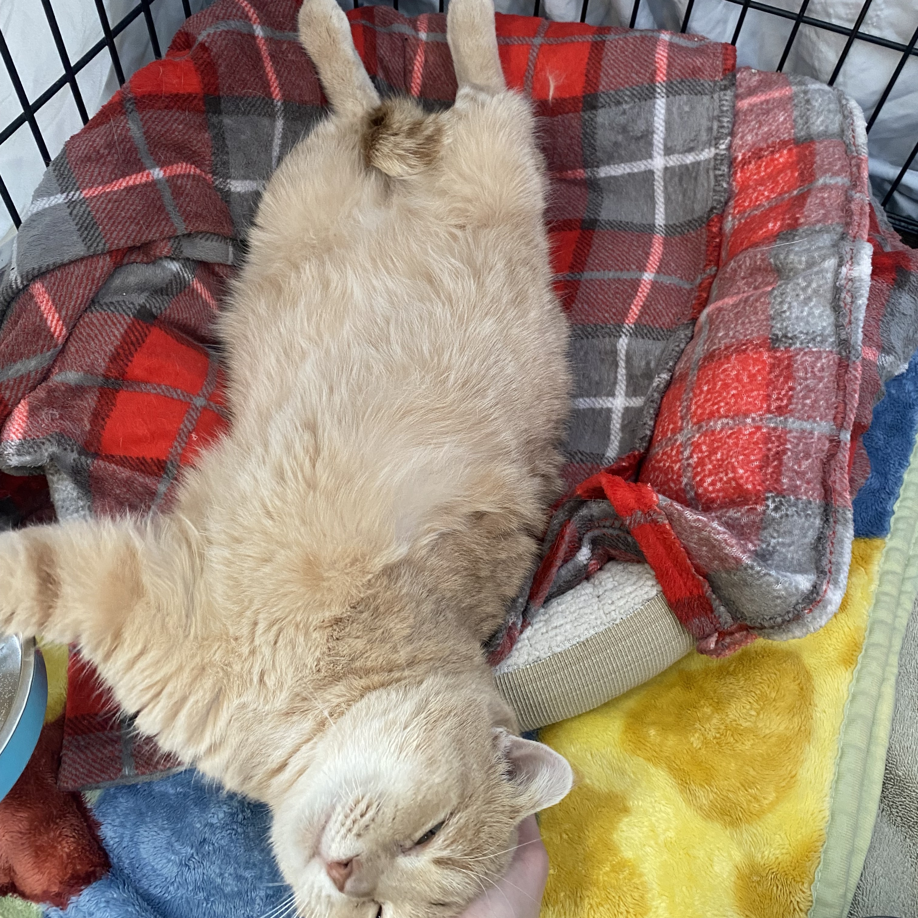 Enlarge Zeke, a Adopted Tabby in Glenwood, MN image 3/4