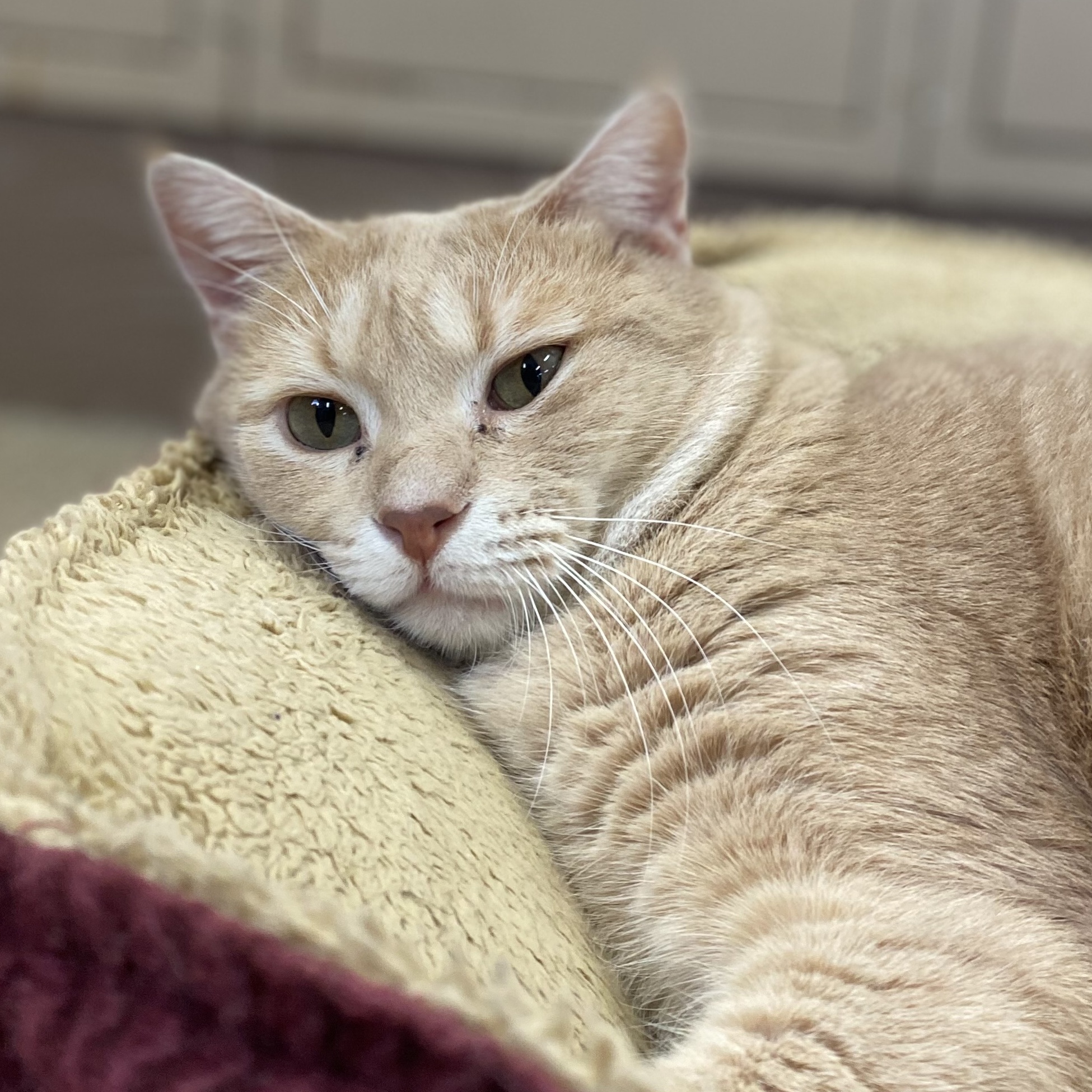 Enlarge Zeke, a Adopted Tabby in Glenwood, MN image 1/4