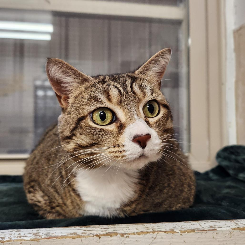 Belle, Adoptable, Adult Female Domestic Short Hair.
