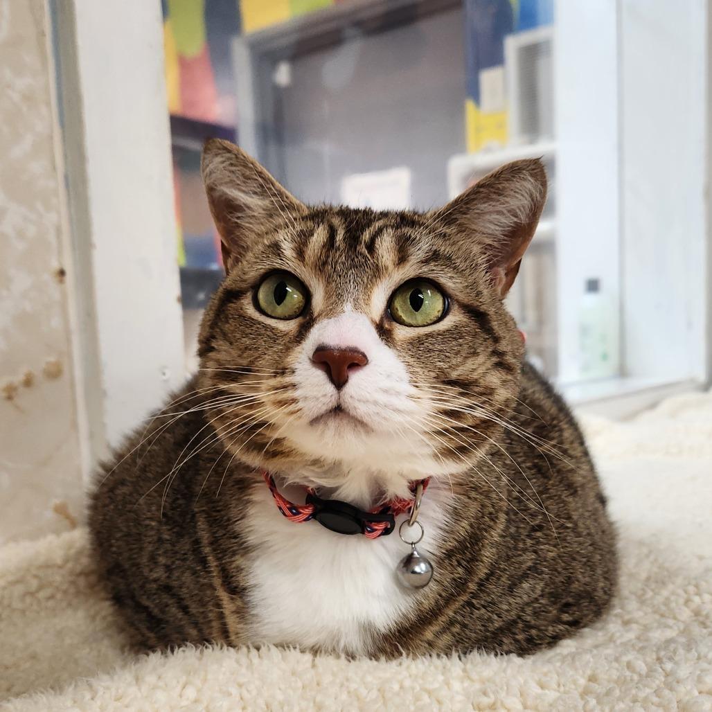 Enlarge Belle, a Adoptable Domestic Short Hair in Delaware, OH image 2/6