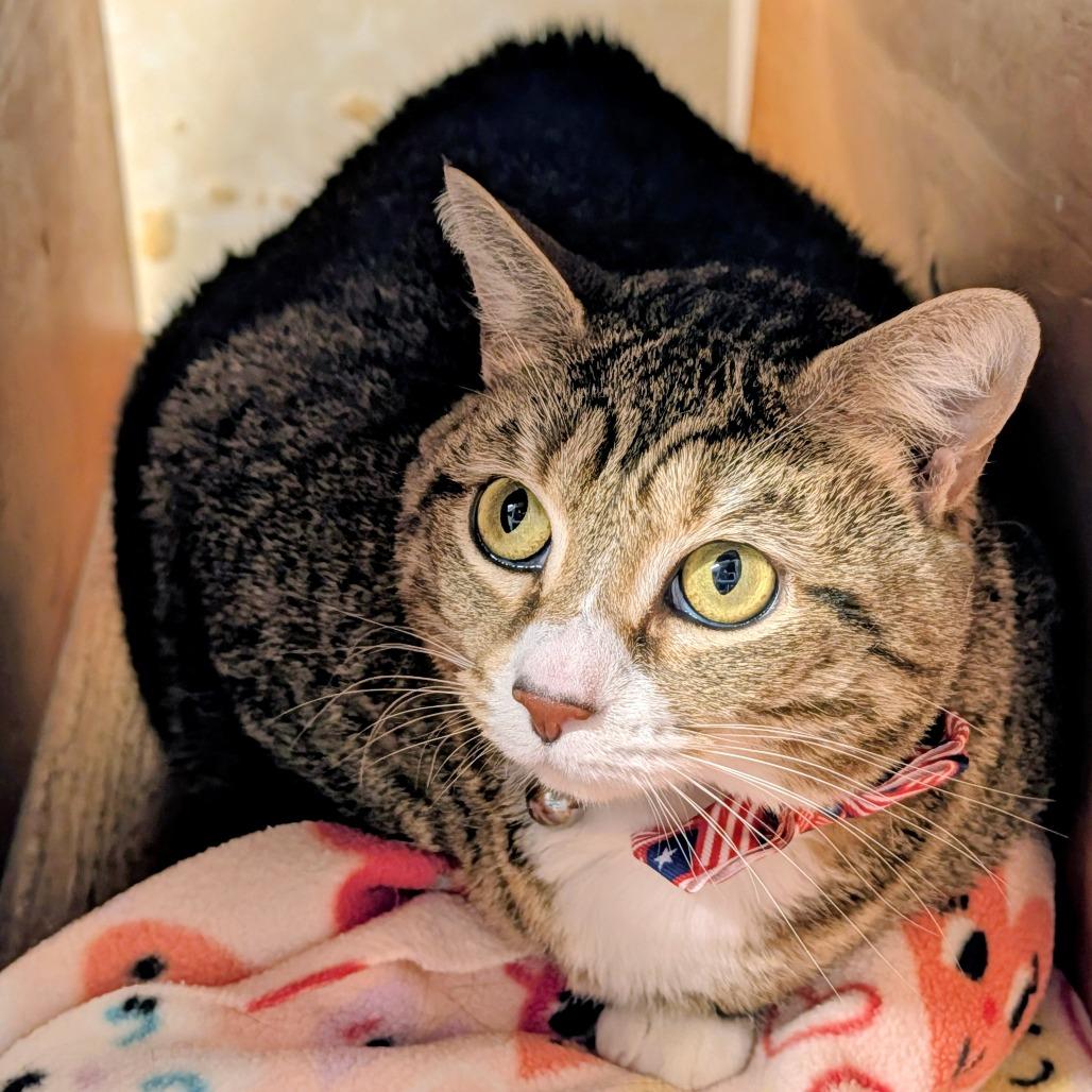 Enlarge Belle, a Adoptable Domestic Short Hair in Delaware, OH image 3/6