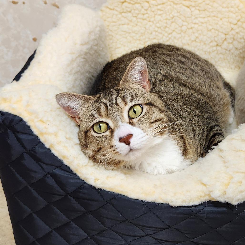 Enlarge Belle, a Adoptable Domestic Short Hair in Delaware, OH image 4/6