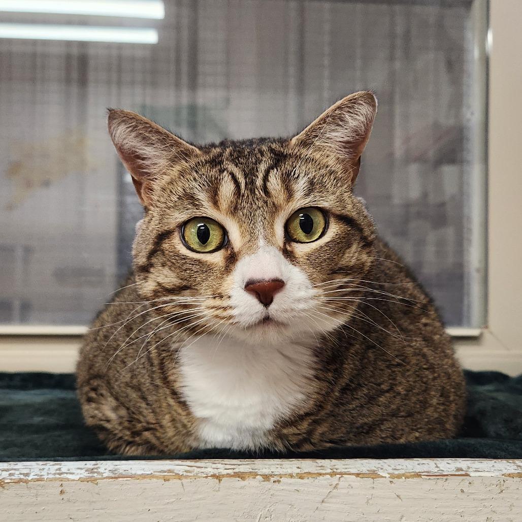 Enlarge Belle, a Adoptable Domestic Short Hair in Delaware, OH image 5/6