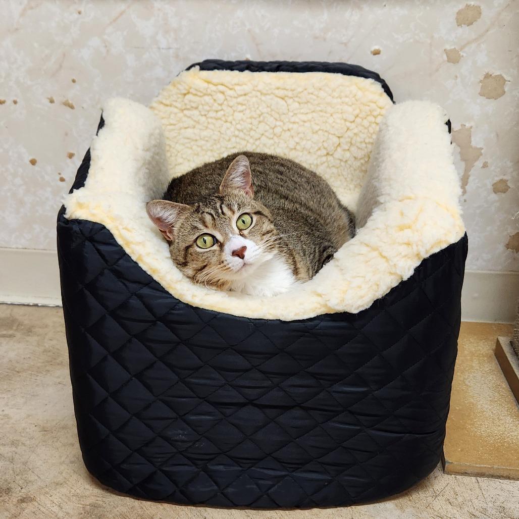Enlarge Belle, a Adoptable Domestic Short Hair in Delaware, OH image 6/6