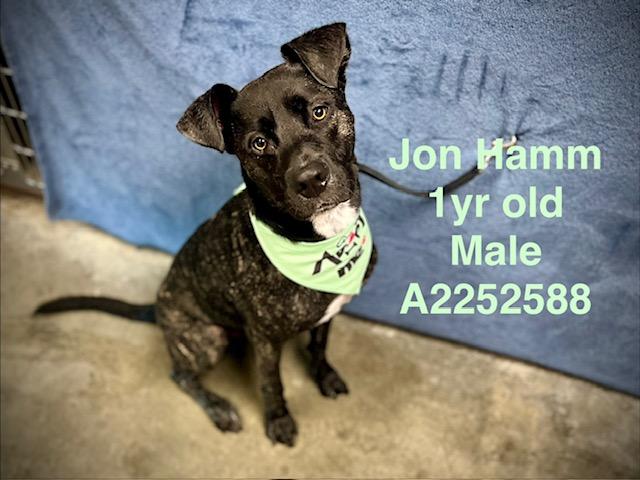 JON HAMM, Adoptable, Young Male Pit Bull Terrier.