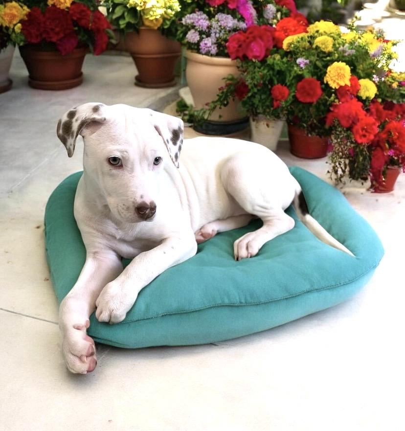 Whobris, ADOPTABLE, Puppy Male Labrador Retriever & Mixed Breed.