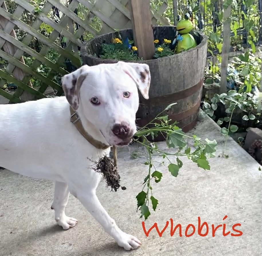 Enlarge Whobris, a ADOPTABLE mixed breed in Hatfield, PA image 3/5