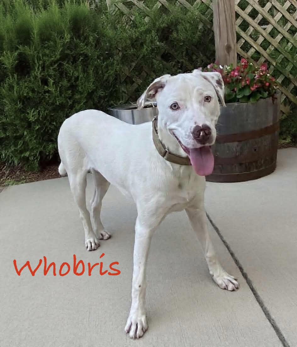 Enlarge Whobris, a ADOPTABLE mixed breed in Hatfield, PA image 2/5