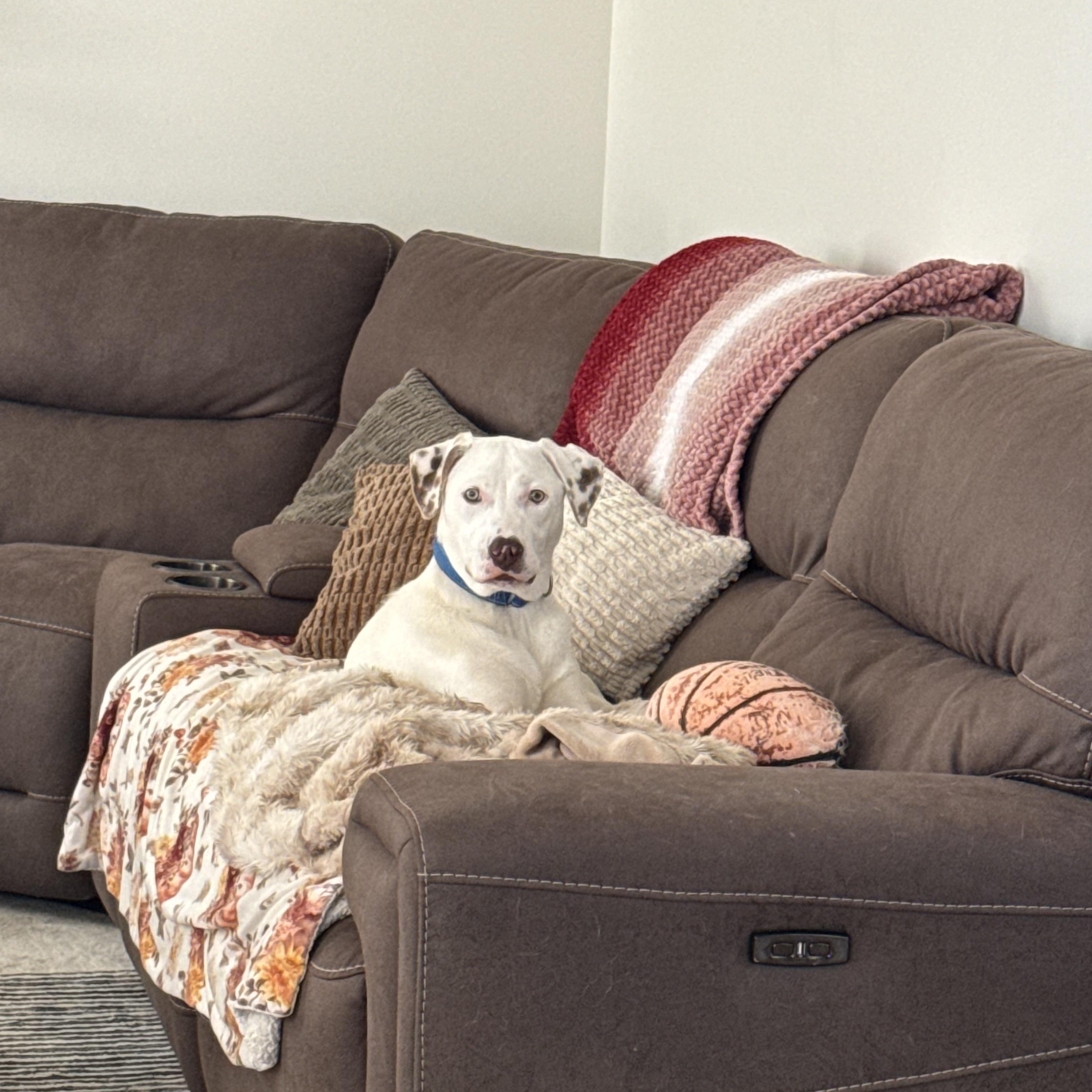 Whobris, a ADOPTABLE mixed breed in Hatfield, PA image 2/5