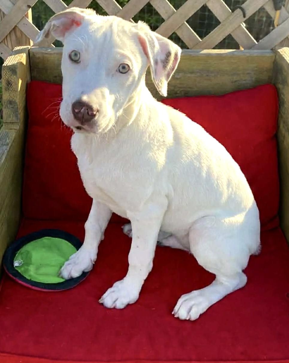 Enlarge Whobris, a ADOPTABLE mixed breed in Hatfield, PA image 3/4