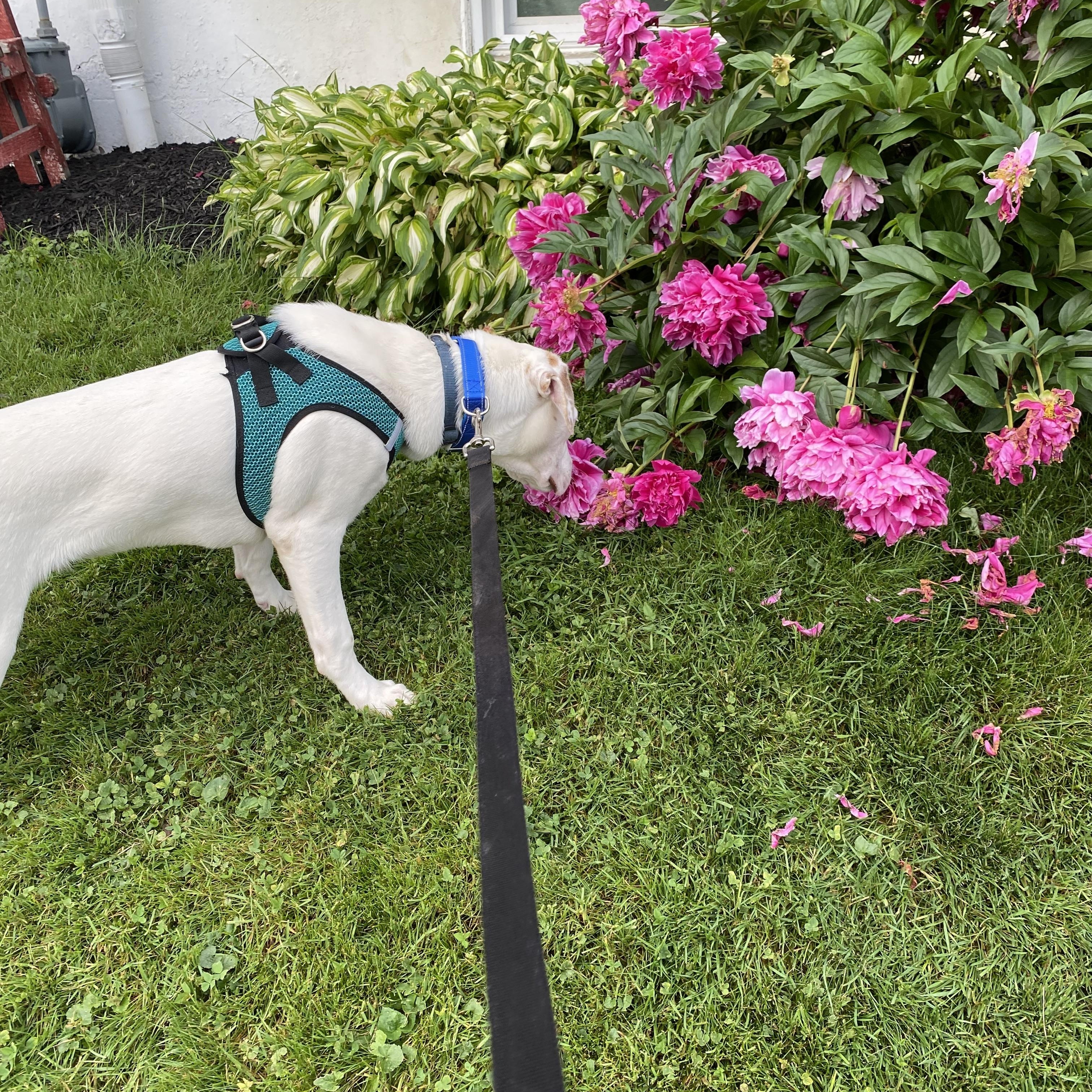 Whobris, a ADOPTABLE mixed breed in Hatfield, PA image 3/5
