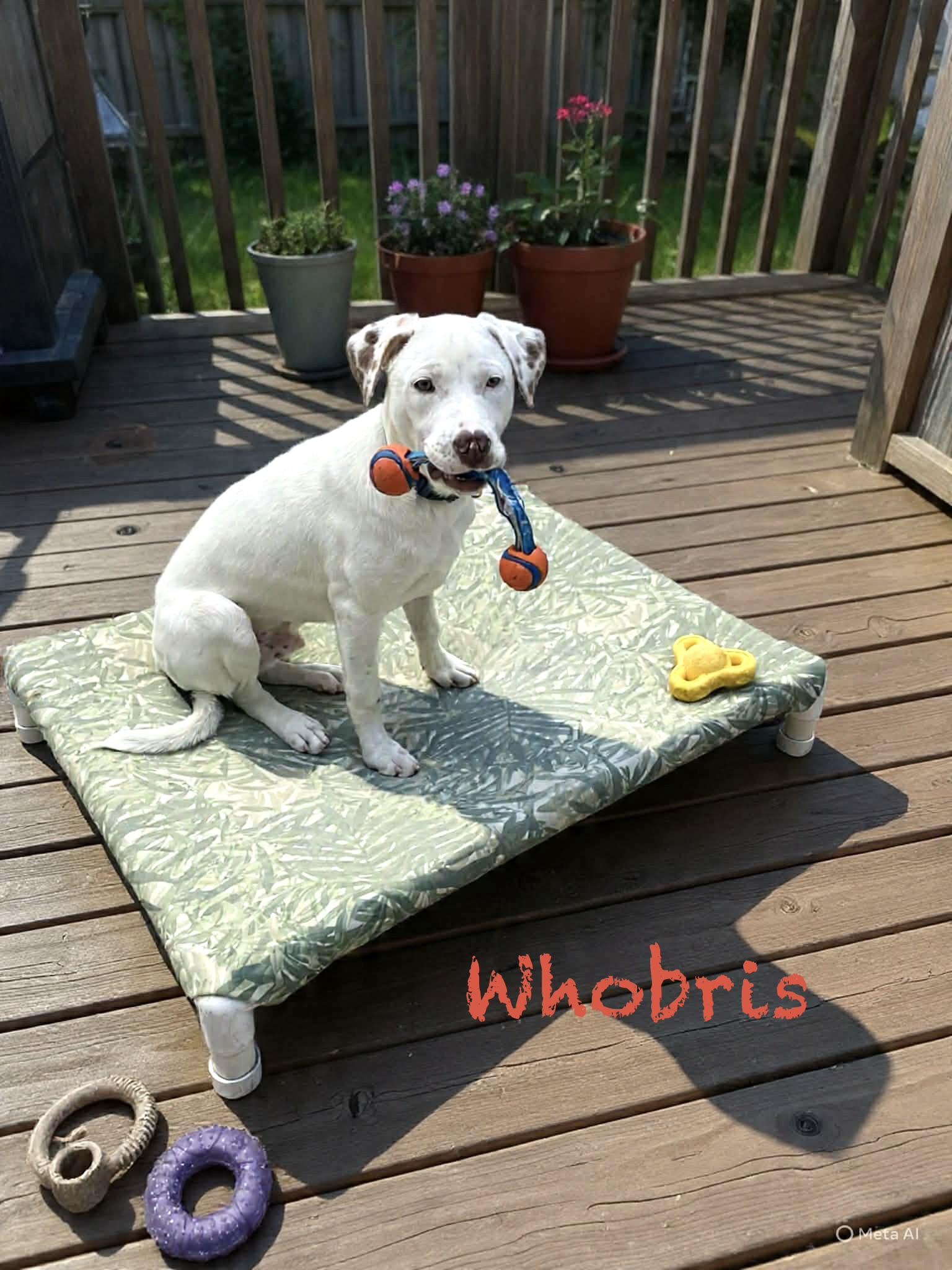 Whobris, a ADOPTABLE mixed breed in Hatfield, PA image 1/3