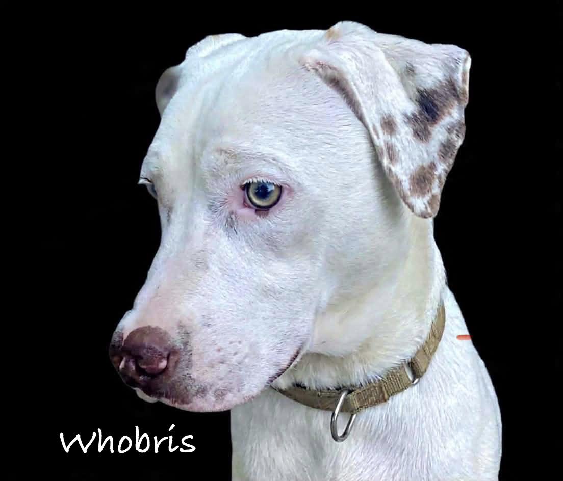 Whobris, ADOPTABLE, Young Male Labrador Retriever & Mixed Breed.
