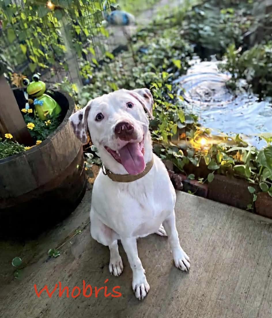 Enlarge Whobris, a ADOPTABLE mixed breed in Hatfield, PA image 5/5