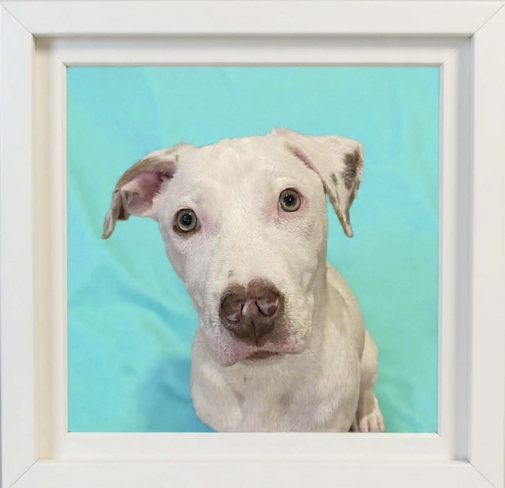 Enlarge Whobris, a ADOPTABLE mixed breed in Hatfield, PA image 4/4