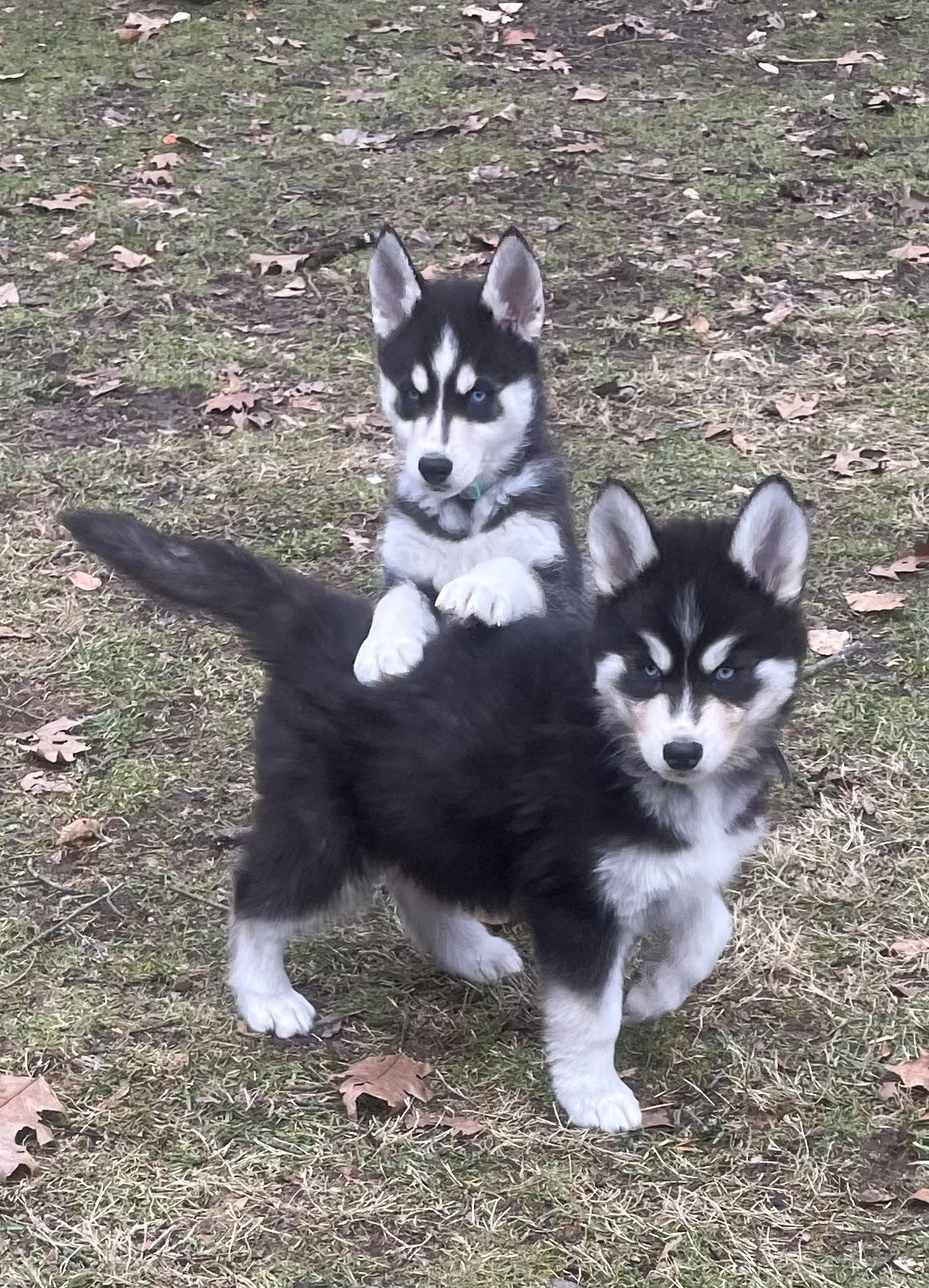 Bluey, a ADOPTABLE Siberian Husky in Cleveland, OH image 4/4