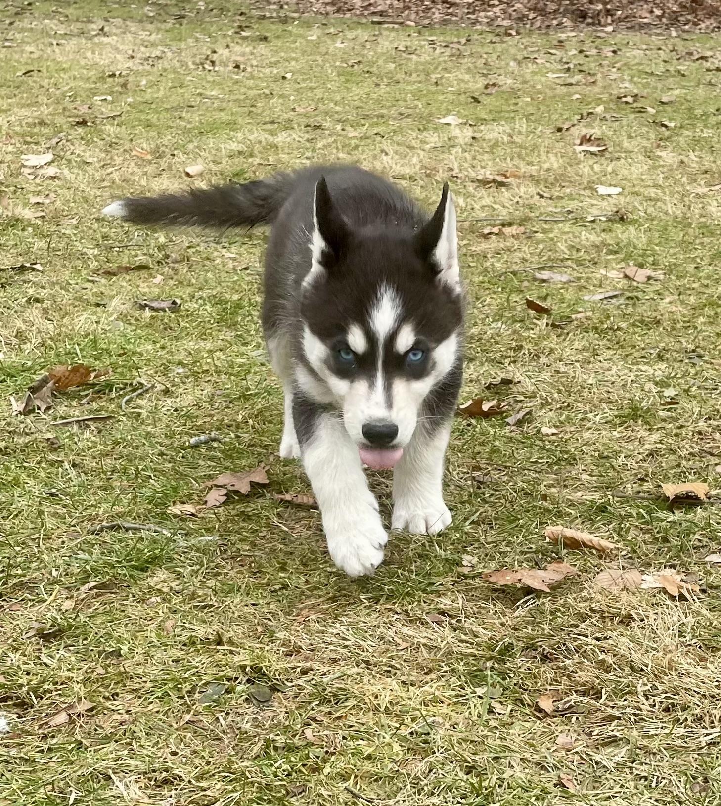 Bluey, a ADOPTABLE Siberian Husky in Cleveland, OH image 2/4