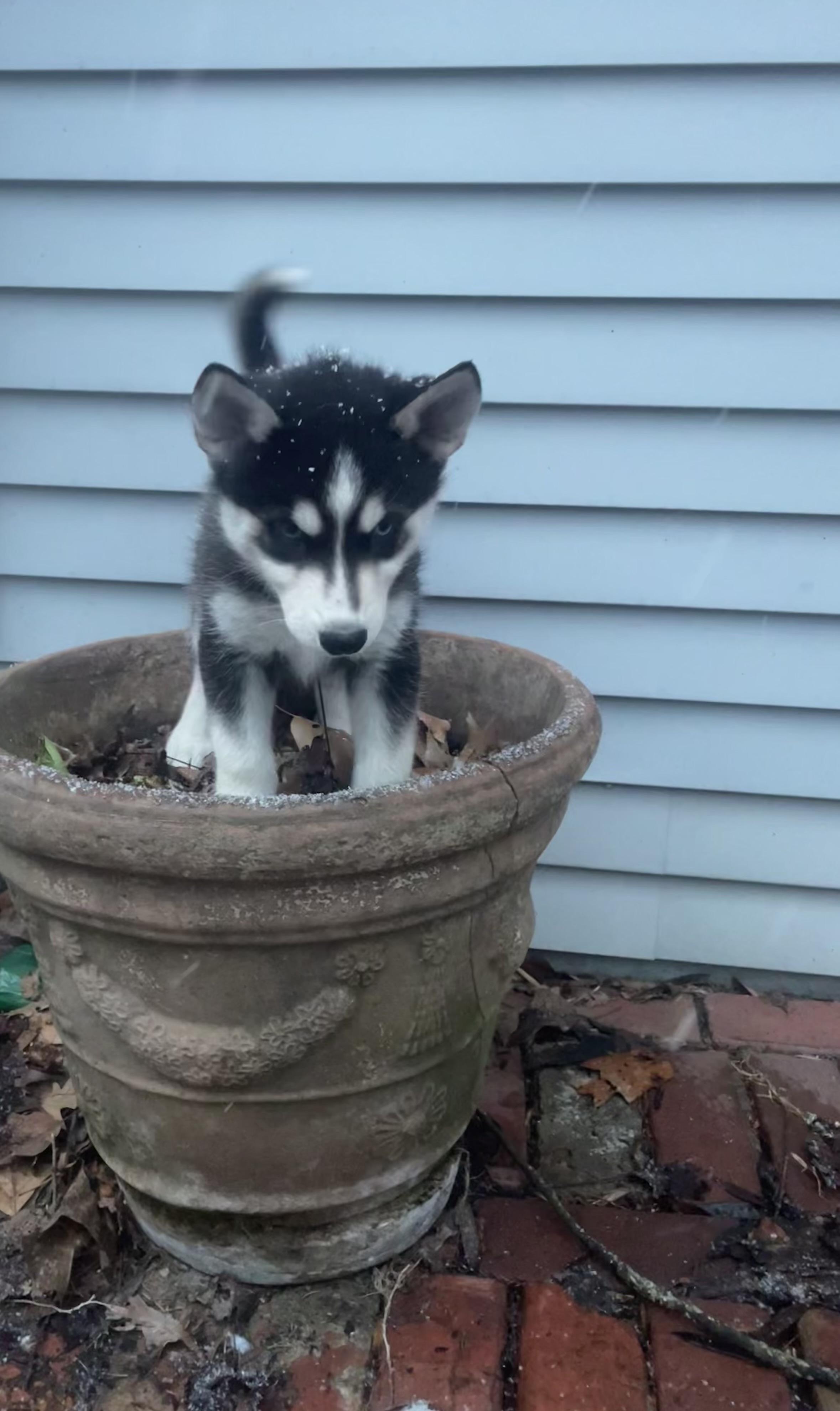 Bluey, a ADOPTABLE Siberian Husky in Cleveland, OH image 3/4