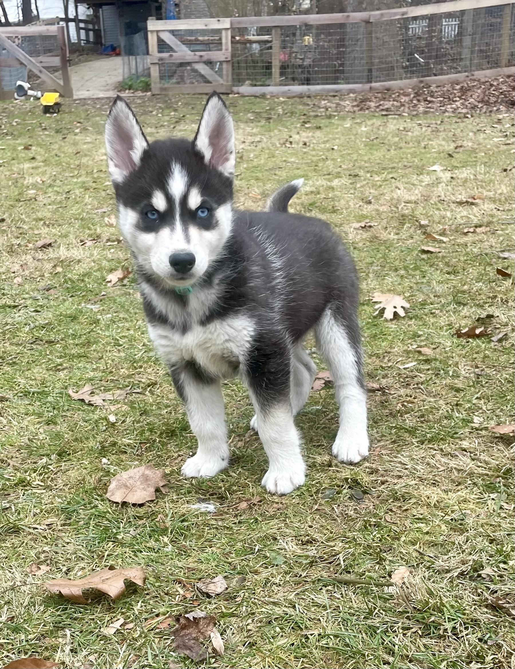Bluey, a ADOPTABLE Siberian Husky in Cleveland, OH image 1/4