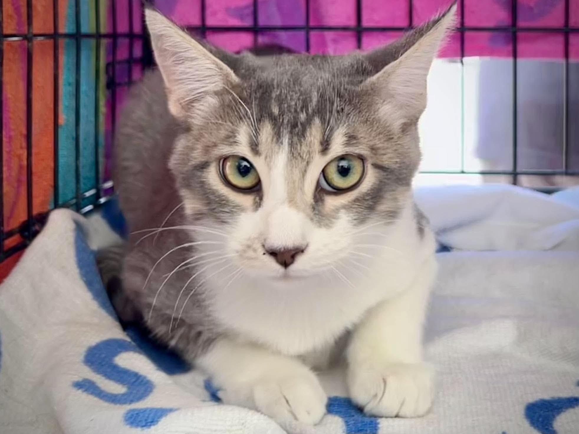 Little Prince, Adoptable, Young Male Tabby.