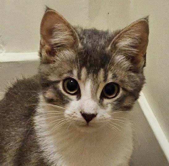 Enlarge Little Prince, a Adoptable mixed breed in Greenfield, CA image 2/3