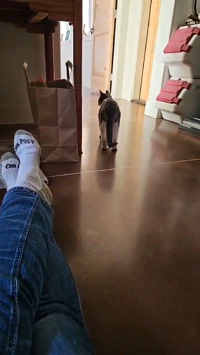 Enlarge Little Prince, a Adoptable mixed breed in Greenfield, CA video 3/3