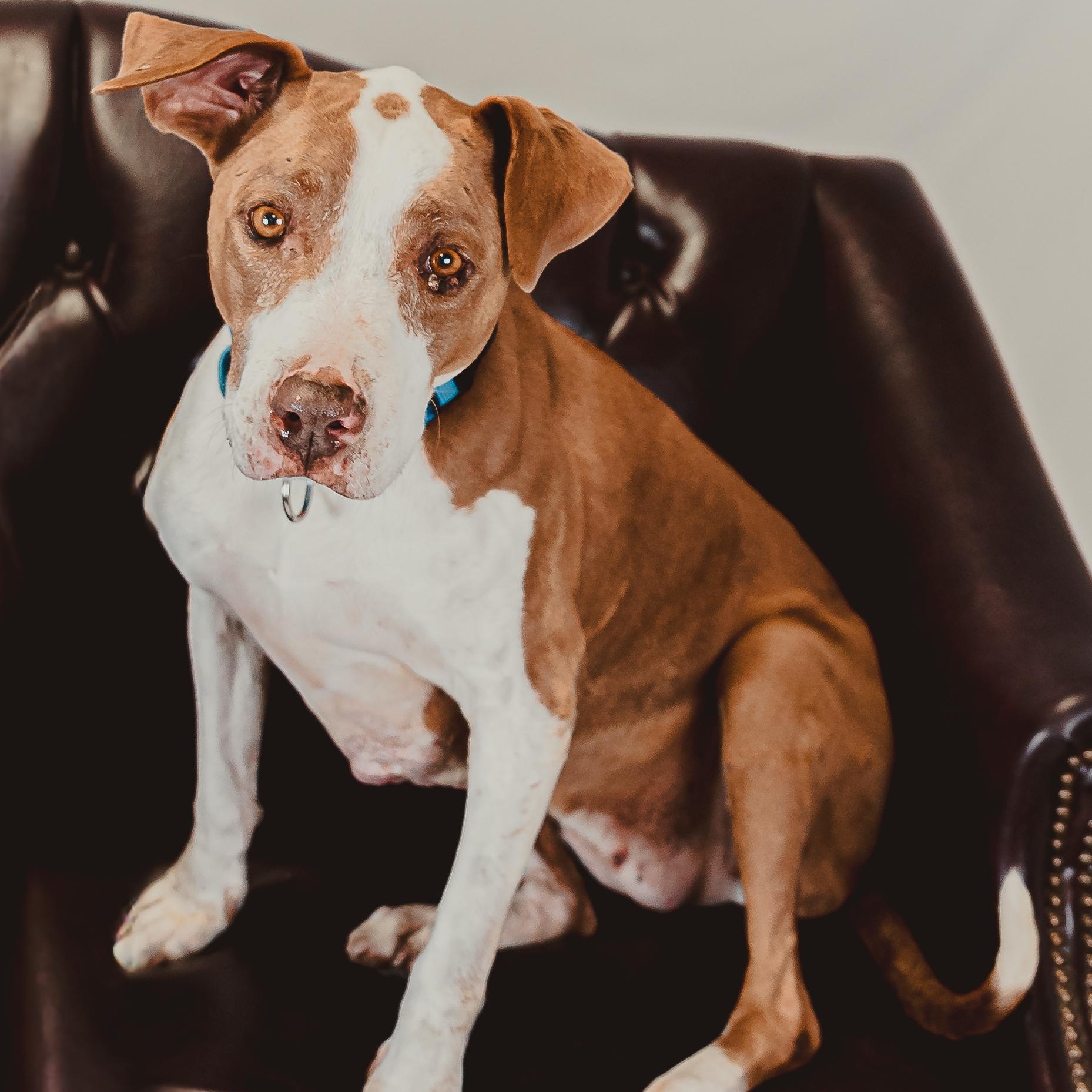 India, Adoptable, Senior Female Pit Bull Terrier.