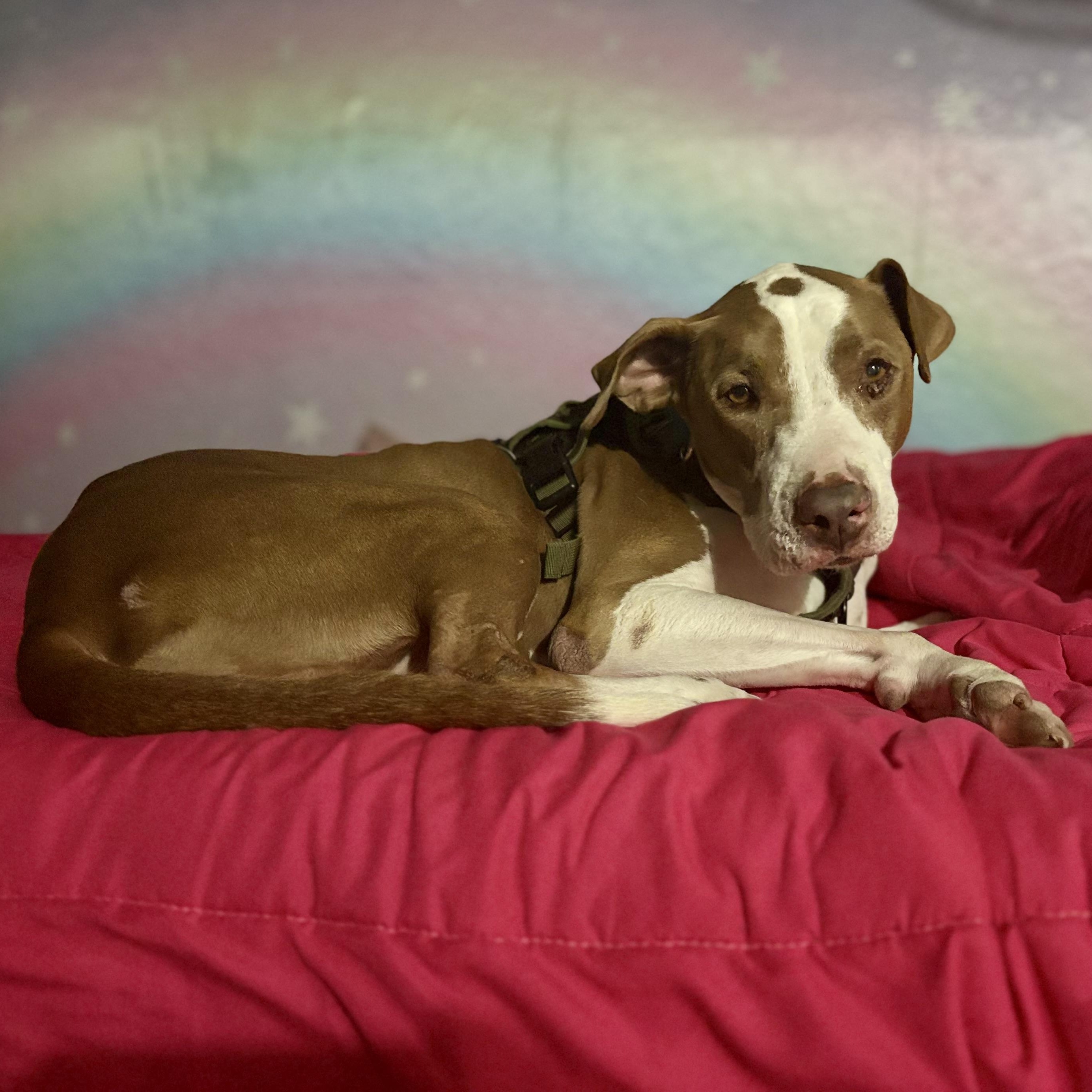 Enlarge India, a Adoptable mixed breed in Krum, TX image 6/6