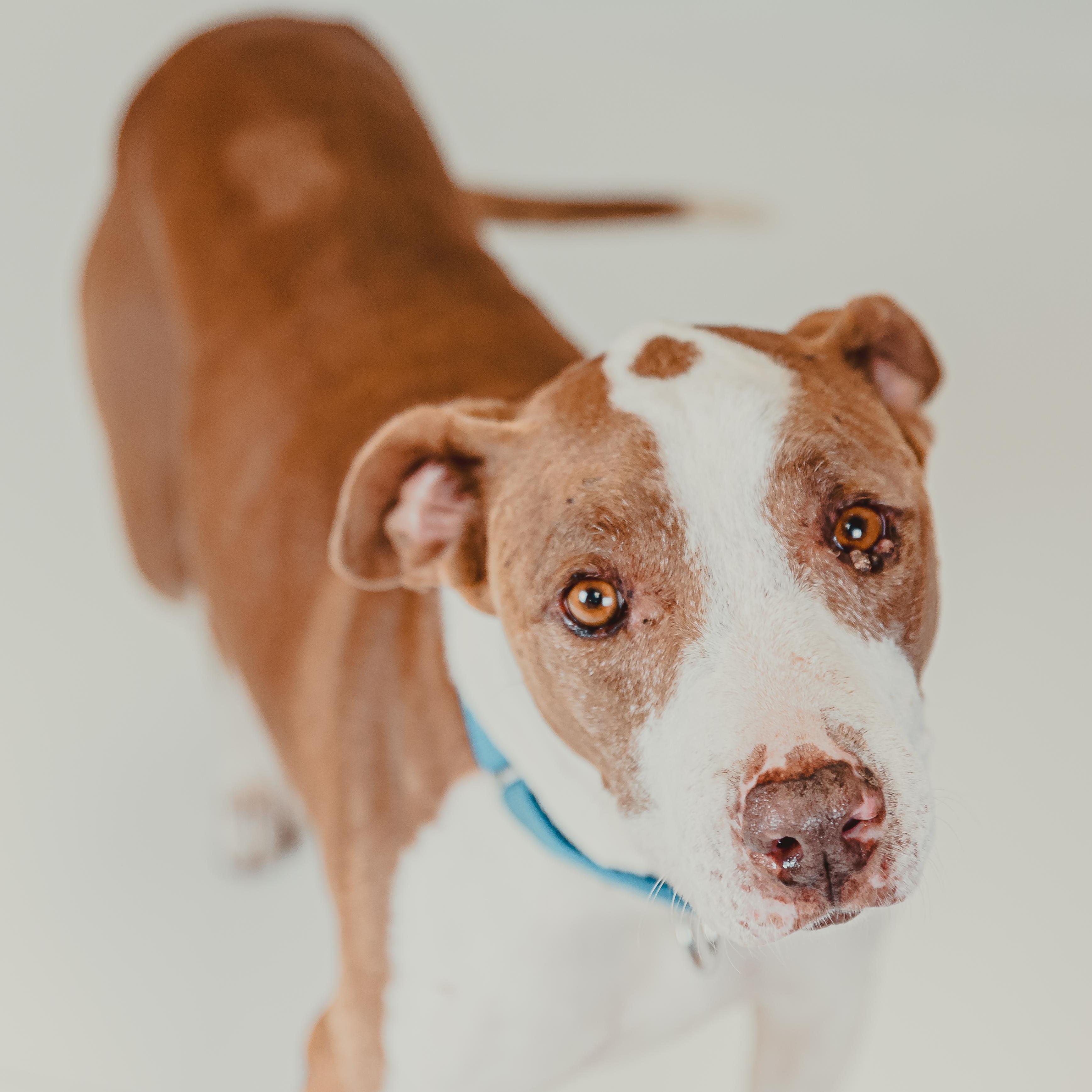 India, a Adoptable mixed breed in Krum, TX image 1/6