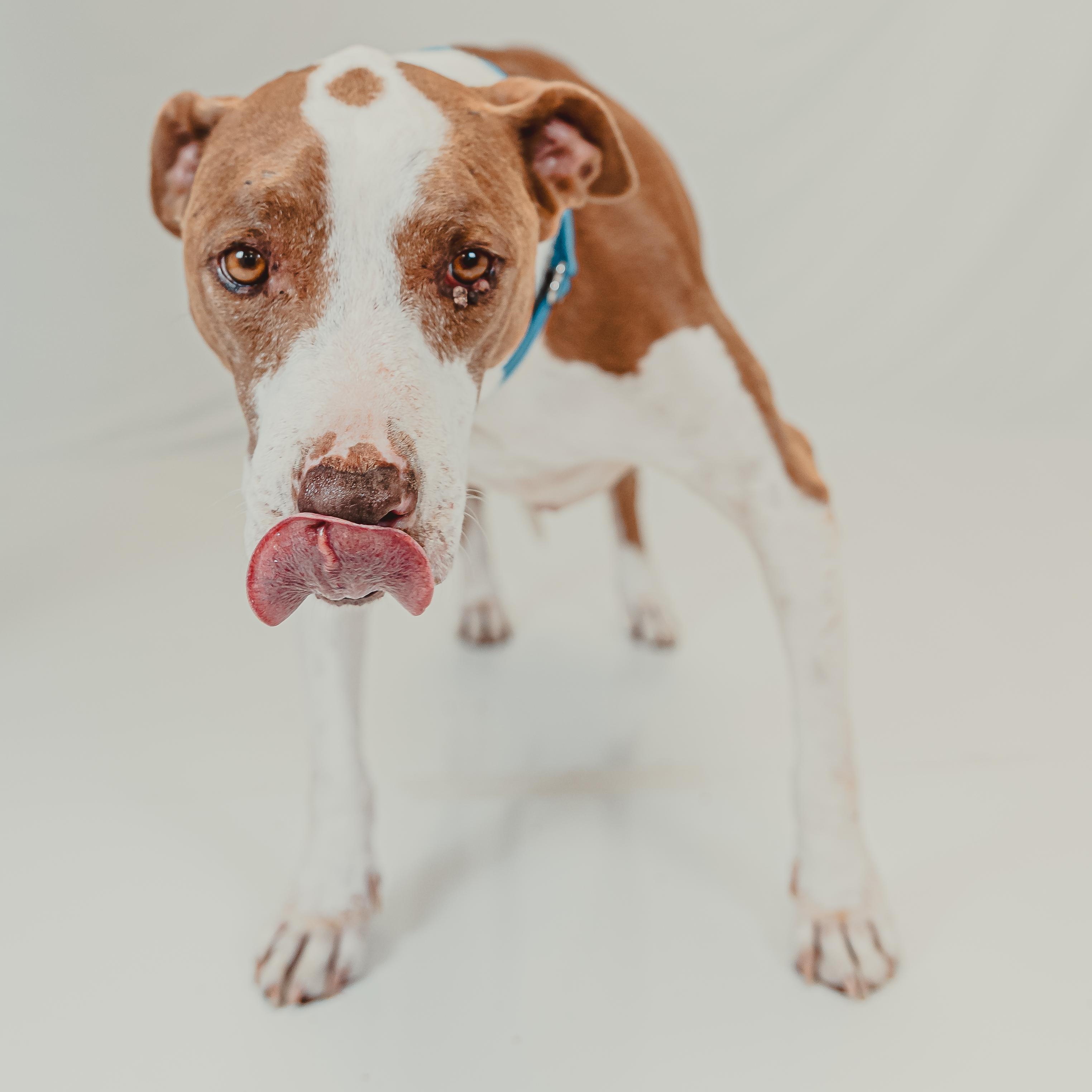 India, a Adoptable mixed breed in Krum, TX image 4/6
