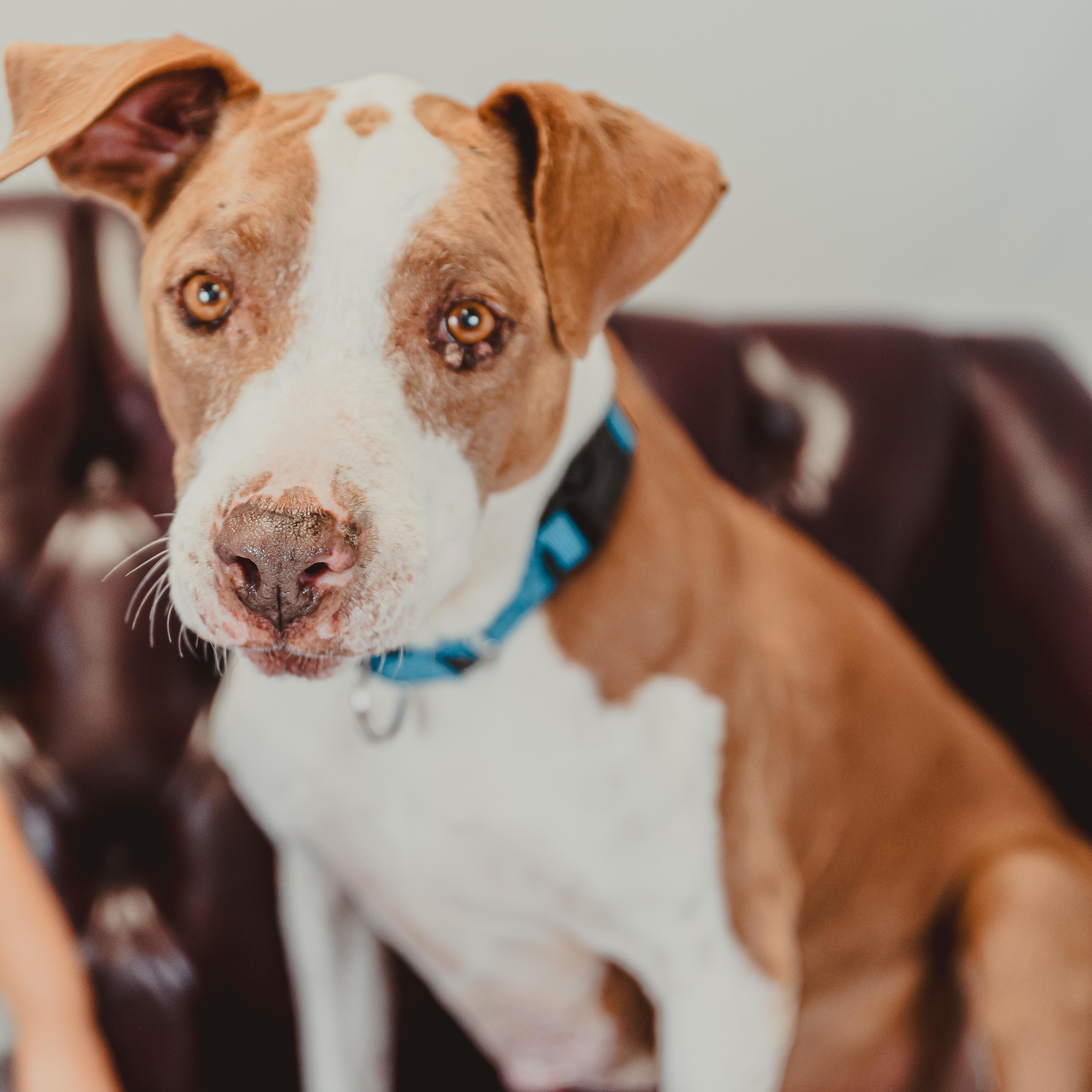 India, a Adoptable mixed breed in Krum, TX image 5/6