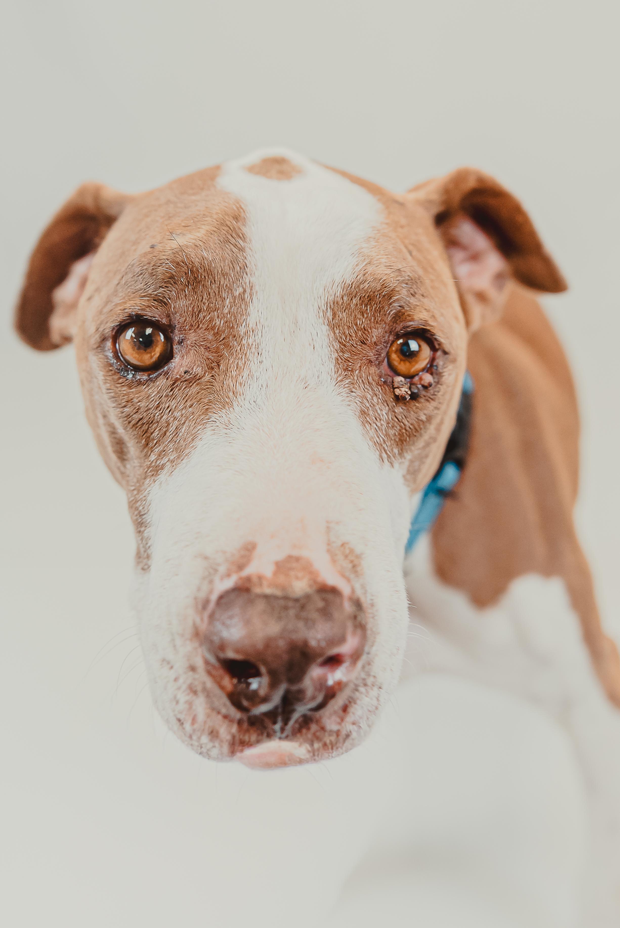 India, a Adoptable mixed breed in Krum, TX image 6/6