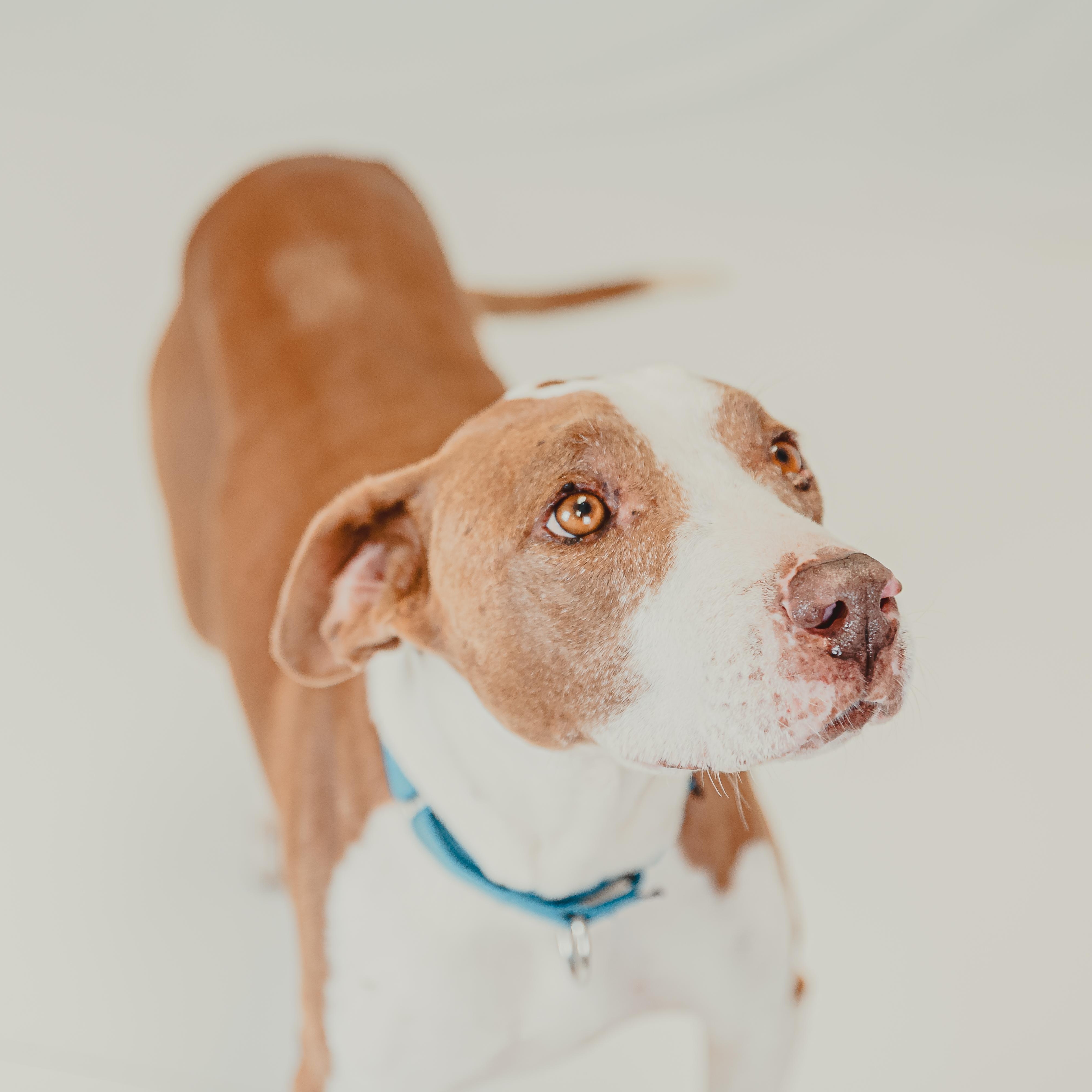India, a Adoptable mixed breed in Krum, TX image 3/6
