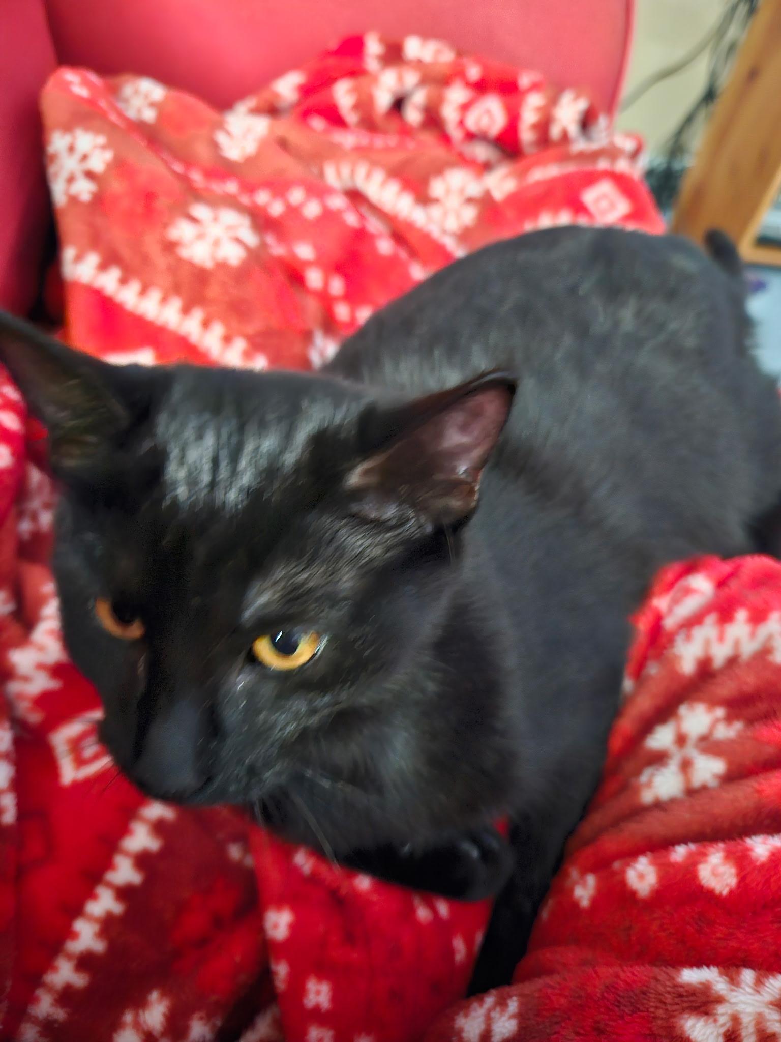 Ivy - 6 MONTHS - YOUR NEW BFF!!!, a Adoptable American Shorthair in Bristow, VA image 2/4