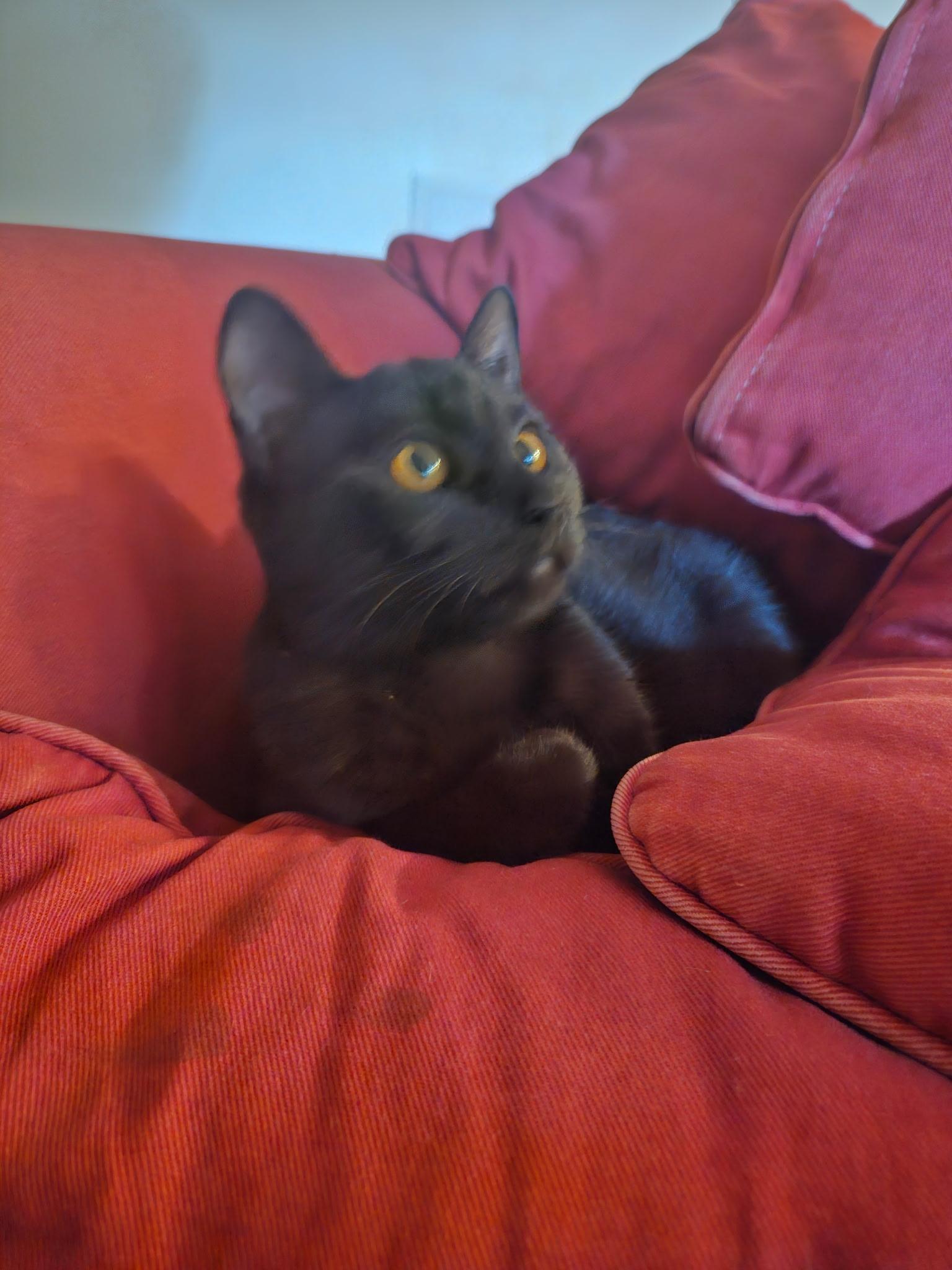 Ivy - 6 MONTHS - YOUR NEW BFF!!!, a Adoptable American Shorthair in Bristow, VA image 1/4