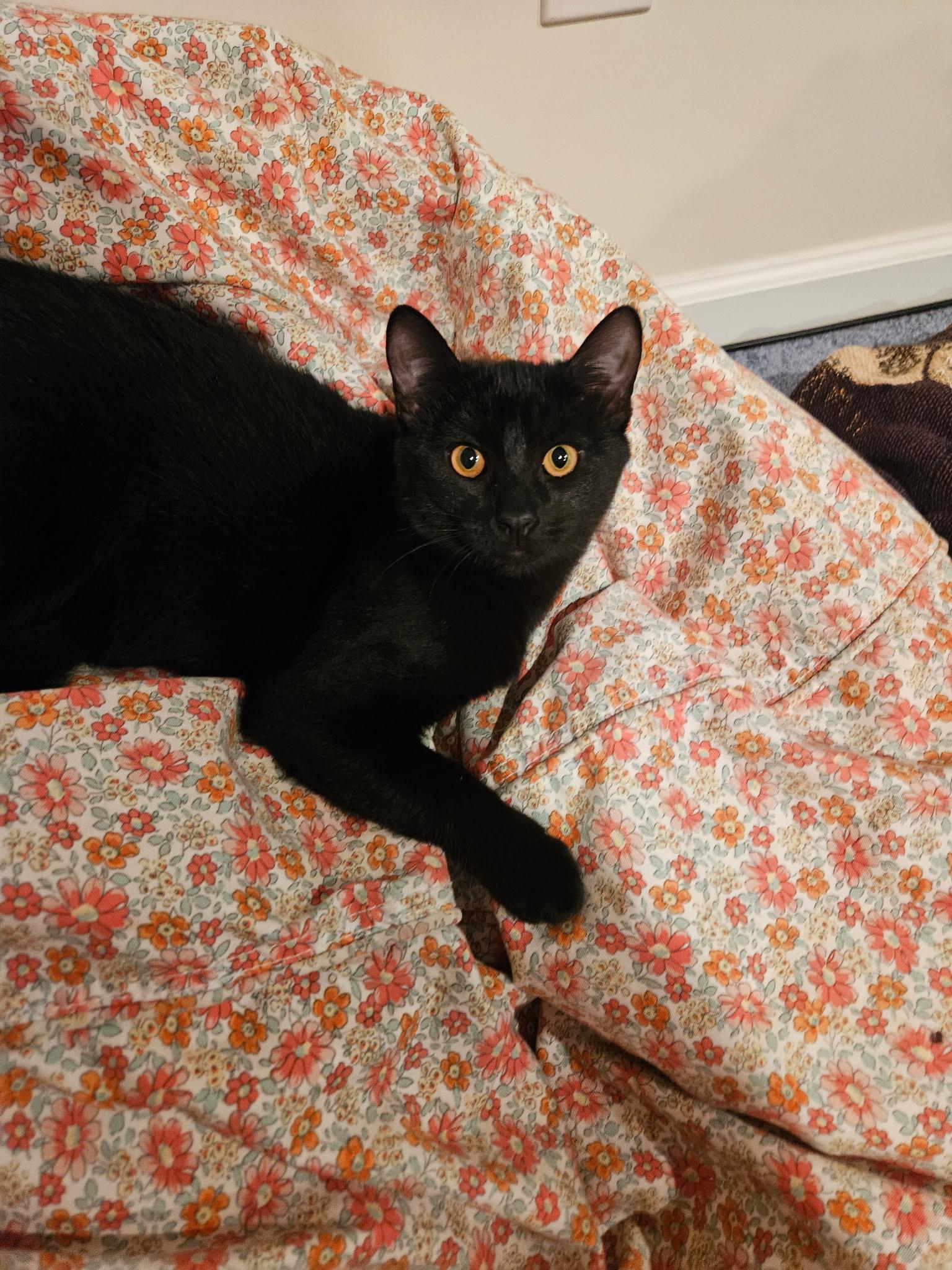Ivy - 6 MONTHS - YOUR NEW BFF!!!, a Adoptable American Shorthair in Bristow, VA image 3/4