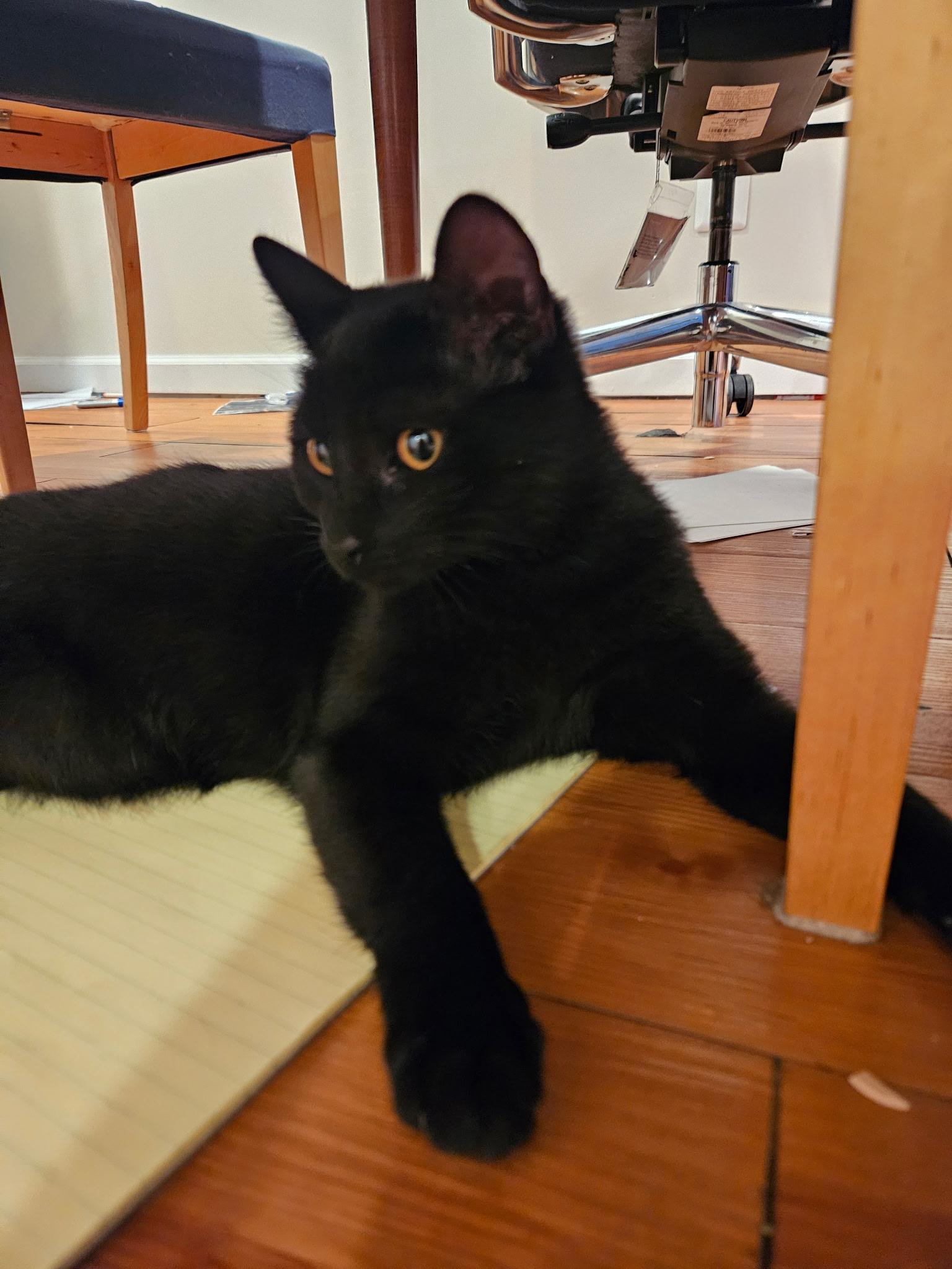 Ivy - 6 MONTHS - YOUR NEW BFF!!!, a Adoptable American Shorthair in Bristow, VA image 4/4
