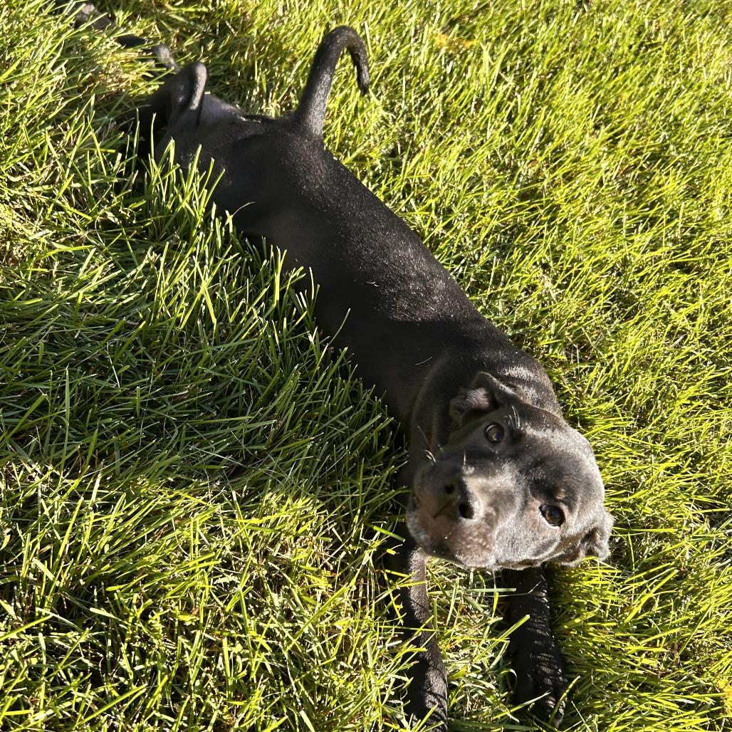 Piper, Adoptable, Puppy Female Mixed Breed & Mixed Breed.