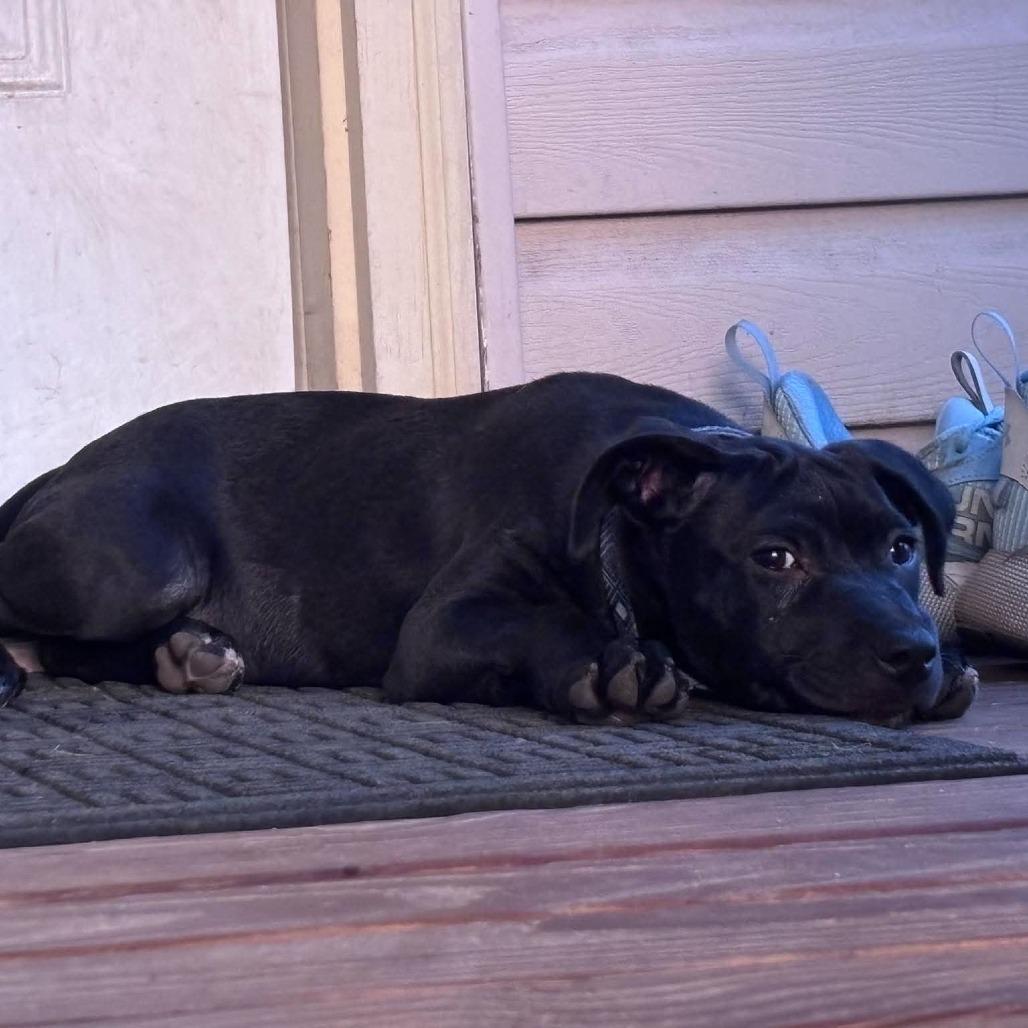 Enlarge Piper, a Adoptable mixed breed in Alma, WI image 2/6