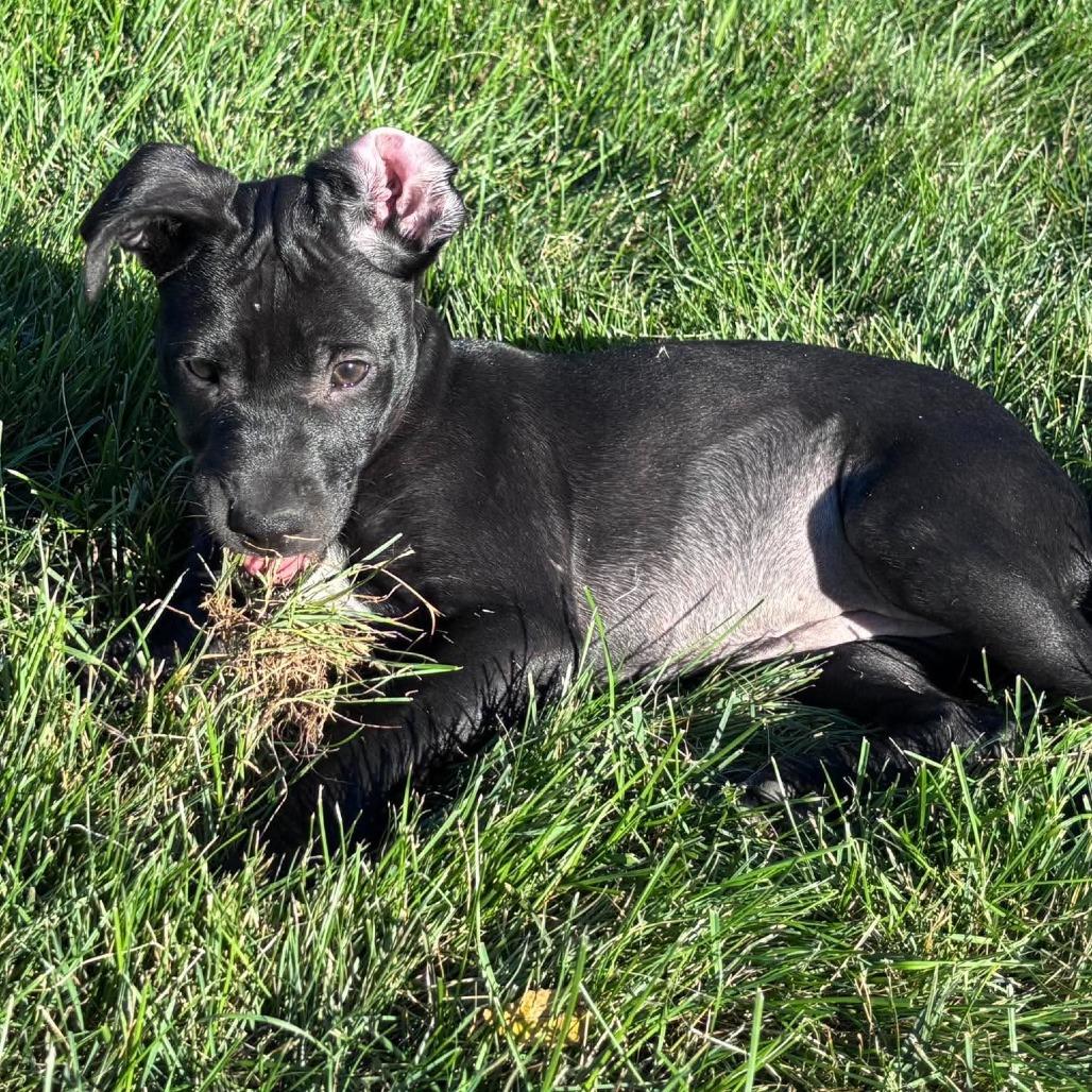 Enlarge Piper, a Adoptable mixed breed in Alma, WI image 3/6