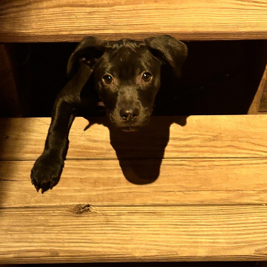 Enlarge Piper, a Adoptable mixed breed in Alma, WI image 4/6