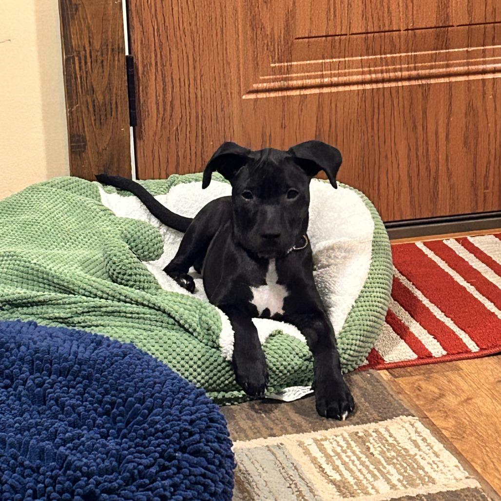 Enlarge Piper, a Adoptable mixed breed in Alma, WI image 5/6